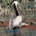 A sure bet I’m sure that if you belong to any environmental/conservation organization or if you have donated to causes in the past or perhaps simply visited a Website recently – you have...