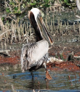 Pelican wades through oil