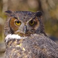 Still soaring after all these years Eagle Lady Doris Mager enjoyed a “rock star” reception last Friday (6/18) at the Waynesville public library. But instead of overage adolescents flicking bics and shouting “Freebird,” Mager and her...
