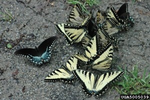 Butterflies puddling