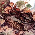 Bird Lag Last weekend (5/21-5/23) was a blur of birds, bears and blooms – a combination of work, friends, fellowship and family that left me beat and begging for more. I started...