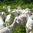 Goats who stare at trees They not only stare at them, they eat them. Well, maybe not all trees, but woody browse in general. Hopefully, this penchant for woody invasives like Canada blackberry will make...