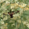 Toni Mullany of Waynesville sent me an email the other day noting a guest scoping out her phlox. She described the critter thusly, “It is about the size of a...