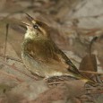 Skulker of the tangles The other morning at 6:00 o’clock, at Hickey Fork in the Pisgah National Forest’s Shelton Laurel Backcountry Area in Madison County, the loud ringing song of a Swainson’s warbler shattered...