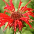 Bee balm The girls love to surprise Mom with bouquets of wildflowers. The other day they came in with a handful of one of my favorites, bee balm. Monarda didyma, bee balm...