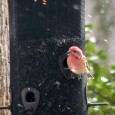 I have about 20 PUFIs at my feeders. Been here about a week now. Been feeding here since 1994 – always get a few each winter. But never this many....