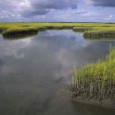 A heartfelt thanks to the Stanbacks I received an email last week from Ida Phillips, communications director for Audubon North Carolina, announcing that Lea Island, a barrier island in Pender County was close to being permanently...