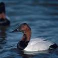 A soggy record The twin banes of birding, wind and rain, combined to help set a new record low for the eighth annual Balsam Christmas Bird Count (CBC). The soggy but undaunted cadre...