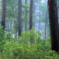 Environmentalism across the U.S. and around the world was spawned from the sludge of greed, industrialization and indifference. Some of the earliest environmental writings in the world date back at...