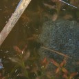 * I saw some wood frog eggs the other day & it reminded me of this column: Wood frogs, Ranus sylvatica, have already been busy sowing their wild oats. I...