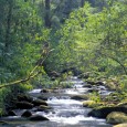 The U.S. Forest Service will be holding a public meeting at the North Carolina Arboretum in Asheville at 100 Frederick Law Olmstead Way from 2:30 p.m. to 6:00 p.m. on...