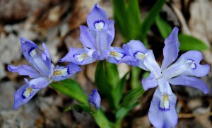 crested dwarf iris - Pat Cox photo