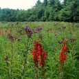 Testifying I just wanted to shout an amen to brother George Ellison’s August 10, 2011 Back Then column, “Late summer is an awesome time to botanize.” I am a big fan...