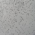 Around 10 to 12 thousand broad-winged hawks will pass over Caesar’s Head State Park between now and early October. As of Sept. 17 only 46 have been recorded. If you...
