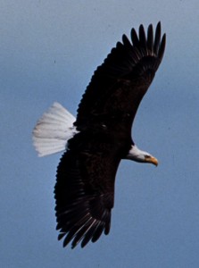 Adult bald eagle USF&W photo