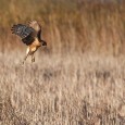 This year was the 15th annual Great Backyard Bird Count, a citizen-science project created by Cornell Lab of Ornithology and National Audubon Society. The count took place between Feb. 17...