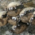 Another deadly exotic Experiments conducted by a multi-disciplinary team of researchers from the U.S., Canada and Germany strongly suggest that the fungus, Geomyces destructans, which causes White Nose Syndrome in bats, is a...