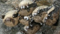 Another deadly exotic Experiments conducted by a multi-disciplinary team of researchers from the U.S., Canada and Germany strongly suggest that the fungus, Geomyces destructans, which causes White Nose Syndrome in bats, is a...