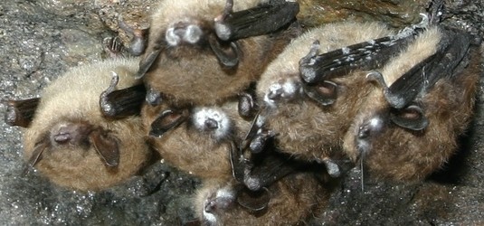 Experiments conducted by a multi-disciplinary team of researchers from the U.S., Canada and Germany strongly suggest that the fungus, Geomyces destructans, which causes White Nose Syndrome in bats, is a...