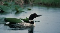Artful birding I had to take my shoes off to get there, but I believe last Saturday (April 28) was the 13th annual Birding for the Arts. BFA is part of the...