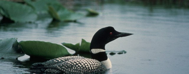I had to take my shoes off to get there, but I believe last Saturday (April 28) was the 13th annual Birding for the Arts. BFA is part of the...