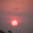 After Jersey and the Big Apple (see last week’s Naturalist’s Corner – http://www.smokymountainnews.com/outdoors/item/7554-famous-nyc-offspring,) it was time for a leisurely trip home. We headed south to Cape May and took the...