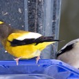 This winter? Finch irruptions are not that uncommon. They generally occur in some numbers, in some locations almost every year. But in some years the movements are larger and more widespread. The...