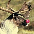 Re-introduce rudolph! (You may need your children to help you read this) The Great Smoky Mountains National Park is a great wilderness of about a half-million square acres. It has been...