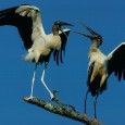 When it’s good to be threatened I wrote about wood storks, Mycteria americana, back in August of this year after a trip to Isle of Palms in South Carolina (www.smokymountainnews.com/archives/item/8361-stoked-for-storks). It was really cool to see...