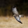 Friends, feathers and fellowship Friday December 28 was the date of the eleventh annual Balsam Christmas Bird Count (CBC) – 11 dates but 10 actual counts as the 2009 CBC was cancelled due to...