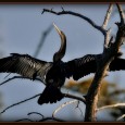 GBBC at BBLNWR Translation — Great Backyard Bird Count at Black Bayou Lake National Wildlife Refuge; the tradition continues. Since a spur-of-the-moment GBBC at Black Bayou with my brother back in 2006, I...
