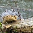 Loosiana part deaux What better place to start part deaux than Breaux Bridge along Bayou Teche? Firmin Breaux originally purchased the area that is now Breaux Bridge in 1771, from New Orleans” businessman...