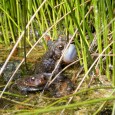 Love was in the air Love may be a little anthropogenic for toads but the eons old “urge to merge” was quite prevalent last Sunday (4/7) when we were at Oconee State Park. Oconee State...