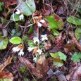 When it rains – the tough go hiking We’ve had a good run in the watershed. The Town of Waynesville has sponsored spring and fall guided hikes in its 8,000-plus acre watershed since 2007. The hikes provide a...