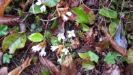 When it rains – the tough go hiking We’ve had a good run in the watershed. The Town of Waynesville has sponsored spring and fall guided hikes in its 8,000-plus acre watershed since 2007. The hikes provide a...