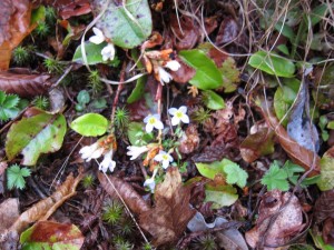 Trailing arbutus was in flower but the damp heavy air muted the wonderful fragrance - Charles Wike photo