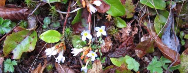 We’ve had a good run in the watershed. The Town of Waynesville has sponsored spring and fall guided hikes in its 8,000-plus acre watershed since 2007. The hikes provide a...