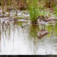 A record-breaking weekend (part one) What could be more fun than a weekend of fellowship and great birding? Maybe setting a new record for total number of species recorded during the annual Great Smoky Mountains...