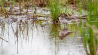 A record-breaking weekend (part one) What could be more fun than a weekend of fellowship and great birding? Maybe setting a new record for total number of species recorded during the annual Great Smoky Mountains...