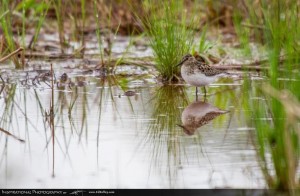 This least sandpiper found in a puddle in Bryson City may have been an omen for the count. Ed Kelley photo