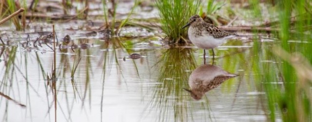 What could be more fun than a weekend of fellowship and great birding? Maybe setting a new record for total number of species recorded during the annual Great Smoky Mountains...