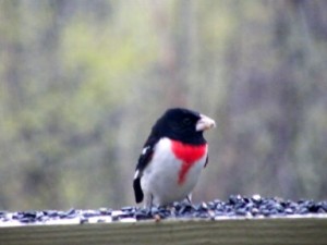 Rose-breasted grosbeak showed up on a rainy April afternoon