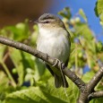 A hangover of hoverers As we turn to bask in the full glow of the summer sun, mornings begin to heat up quickly and as they heat they become quieter. The Neotropical migrants that...