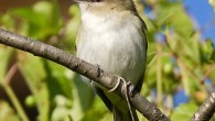 A hangover of hoverers As we turn to bask in the full glow of the summer sun, mornings begin to heat up quickly and as they heat they become quieter. The Neotropical migrants that...