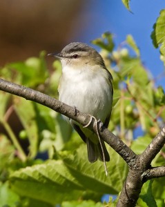 Red-eyed vireos are nonstop choristers 