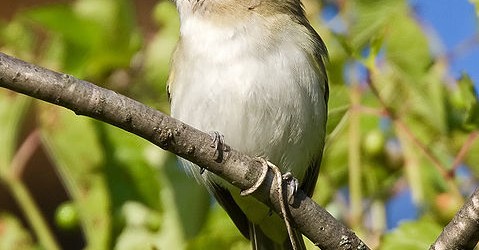As we turn to bask in the full glow of the summer sun, mornings begin to heat up quickly and as they heat they become quieter. The Neotropical migrants that...
