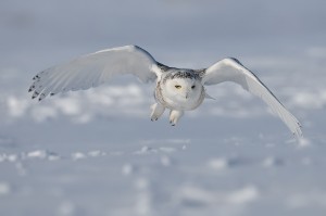 Snowy-Owl.1