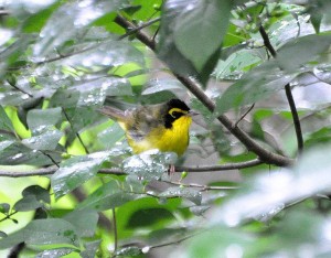 Kentucky warbler - wikimedia commons photo
