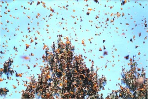 Overwintering monarch butterflies in Mexico - creative commons photo