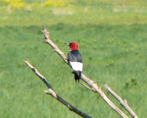 Red-headed woodpecker - creative commons photo.